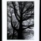 Quercus 4 Olivia Rawnsley framed papercut original artwork of trees